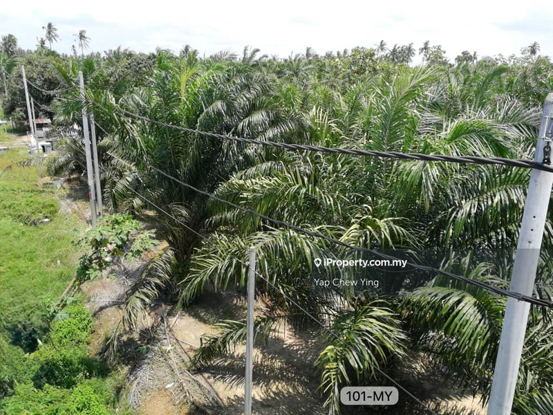 Agricultural Land for Sale in Assam Jawa, Kuala Selangor by Yap Chew Ying - iProperty.com.my