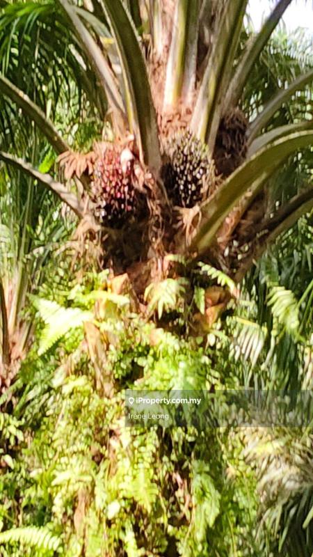 Agricultural Land for Sale in Kampung Jambu Rias, Sabai by Irene Leong - iProperty.com.my