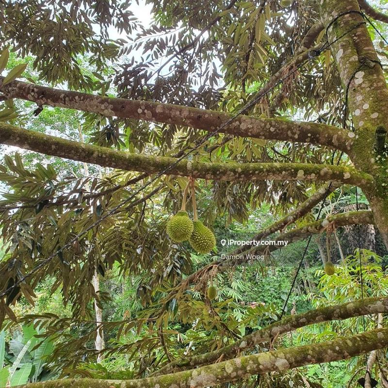 Tanah Pertanian untuk Dijual di Kampung Titi, Titi oleh Damon Wong - iProperty.com.my