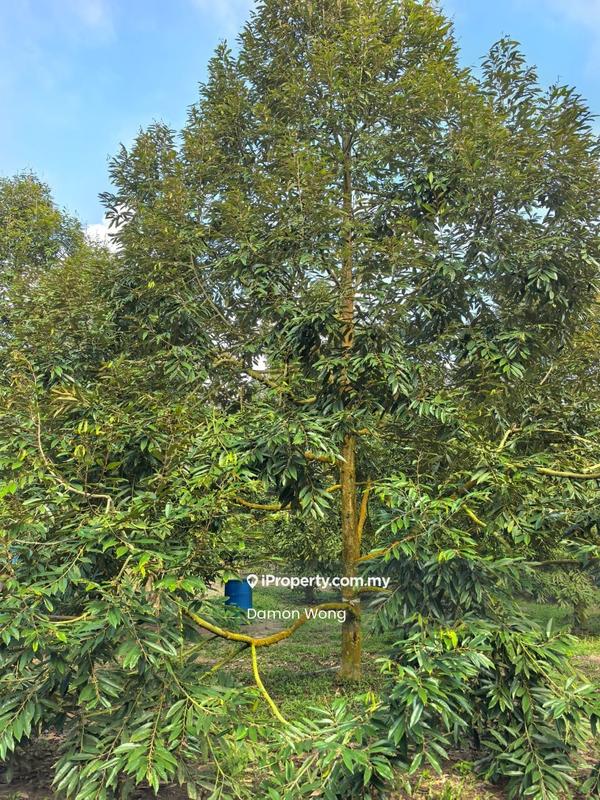 Agricultural Land for Sale in Karak, Karak by Damon Wong - Garden - iProperty.com.my