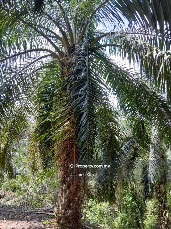 Tanah Pertanian untuk Dijual di Kemaman, Terengganu oleh Jasmine Koh - iProperty.com.my