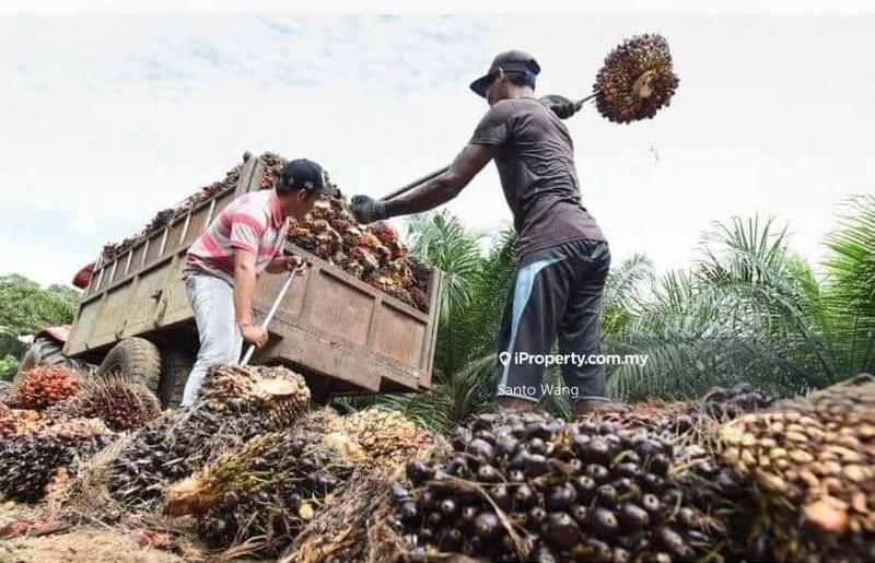 For Sale - Oil palm plantation