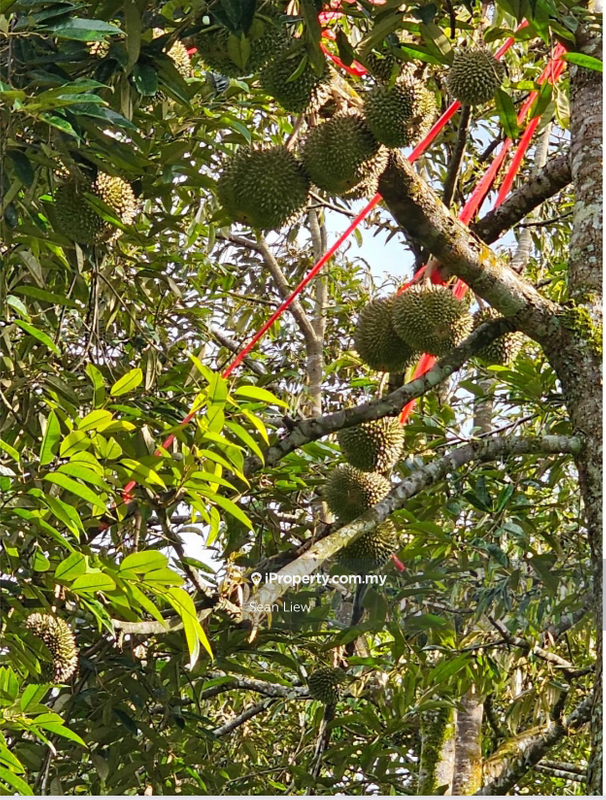 Agricultural Land for Sale in Hulu Langat, Selangor by Sean Liew - iProperty.com.my