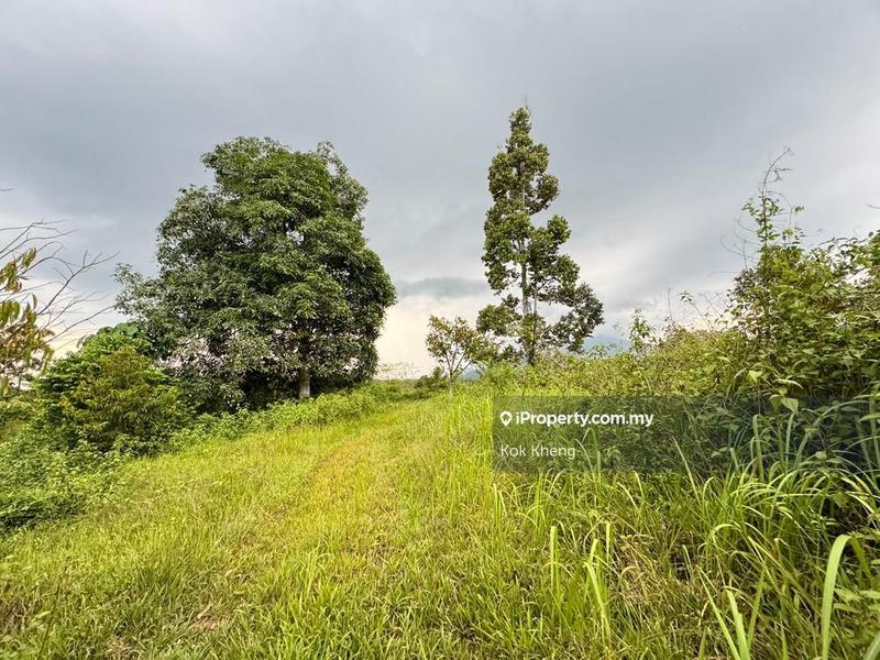 For Sale - 30% Flat Terrain 70% Slope Terrain - Durian Orchard Land