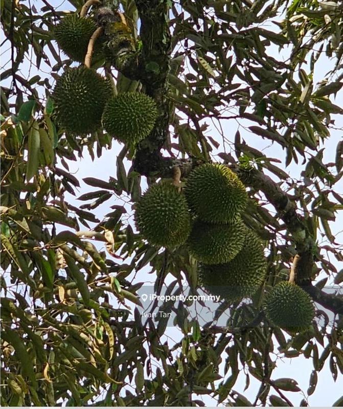 Tanah Pertanian untuk Dijual di Kampung Sungai Makau, Hulu Langat oleh Ivan Tan - iProperty.com.my