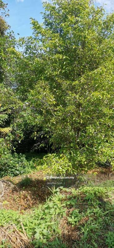 For Sale - Balik Pulau Agriculture land for sales