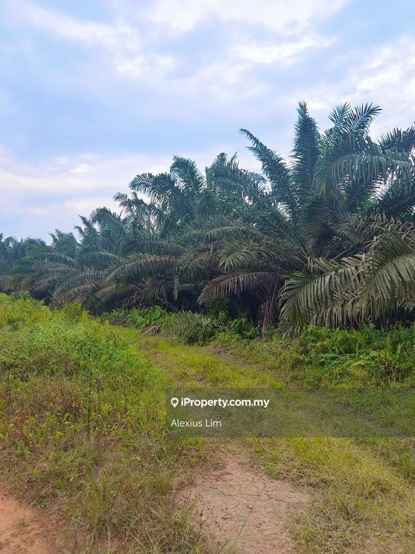 Agricultural Land for Sale in Mukim Paloh, Kluang by Alexius Lim - iProperty.com.my