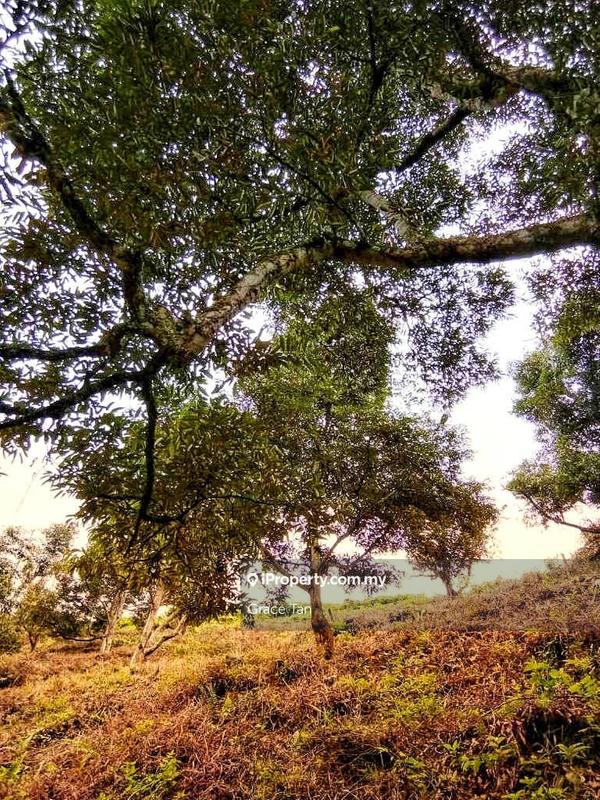 For Sale - Bentong Sang Lee 9 Acres Freehold agriculture land with road reserve direct to the land