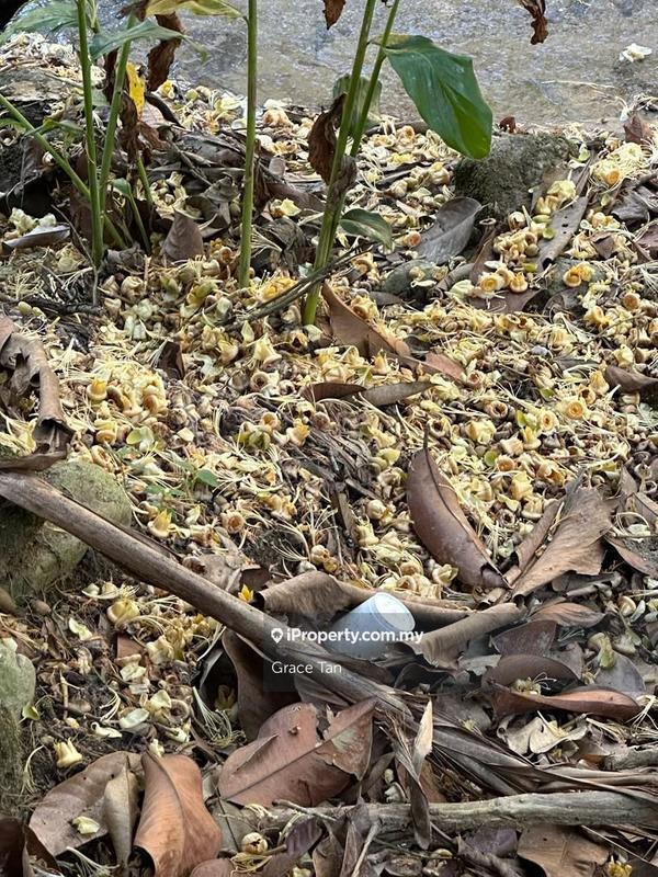 Tanah Pertanian untuk Dijual di Bentong Sang Lee ,Raub, Raub oleh Grace Tan - iProperty.com.my
