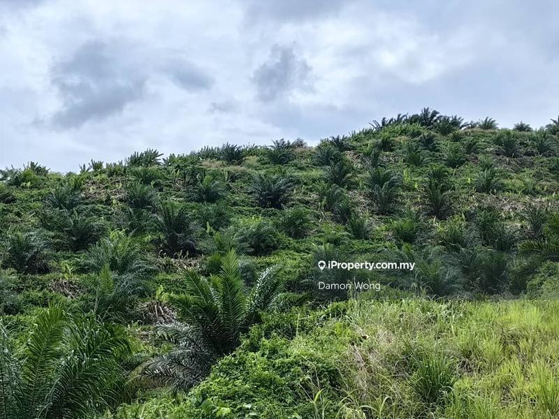 For Sale - 492 acres oil palm in Tawau