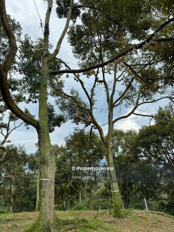 Agricultural Land for Sale in Raub, Pahang by Irene Leong - iProperty.com.my