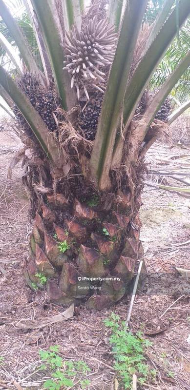 Agricultural Land for Sale in Taman Buloh Kasap, Segamat by Santo Wang - iProperty.com.my