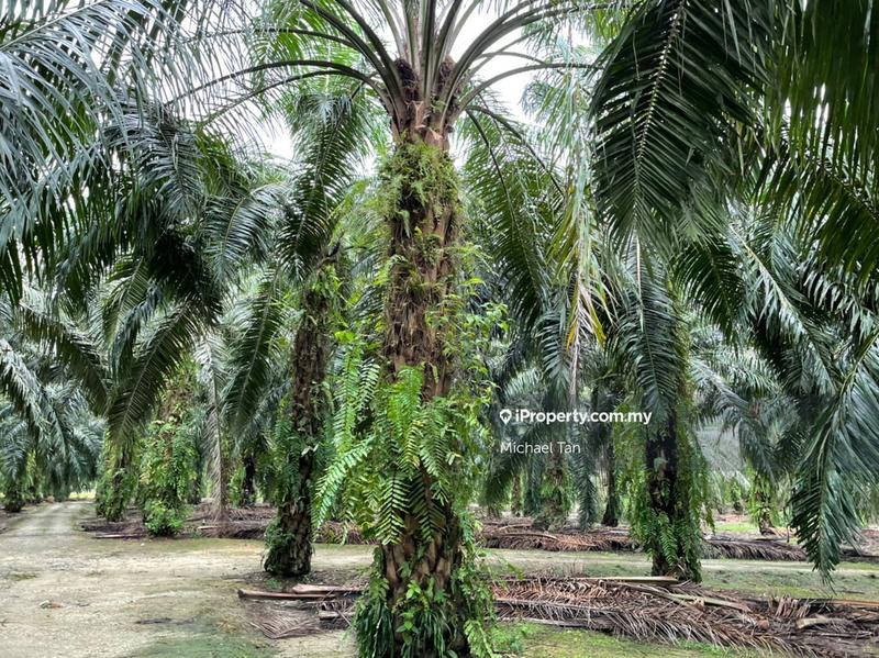 Tanah Pertanian untuk Dijual di Selama, Perak oleh Michael Tan - iProperty.com.my