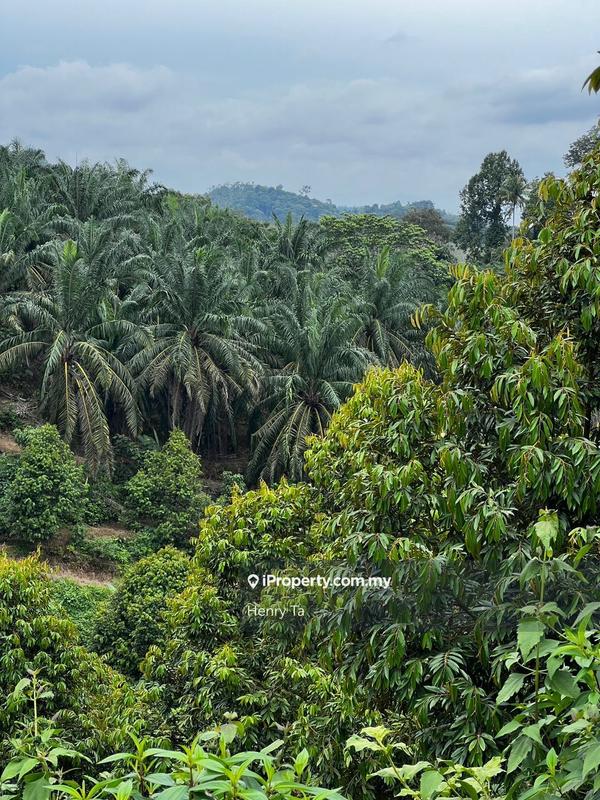Agricultural Land for Sale in Bandar Baru Kuala Lipis, Kuala Lipis by Henry Ta - iProperty.com.my