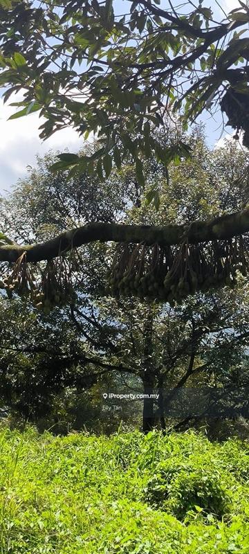 For Sale - 204 Acres Durian Farm @ Telemong Manchis Karak Pahang