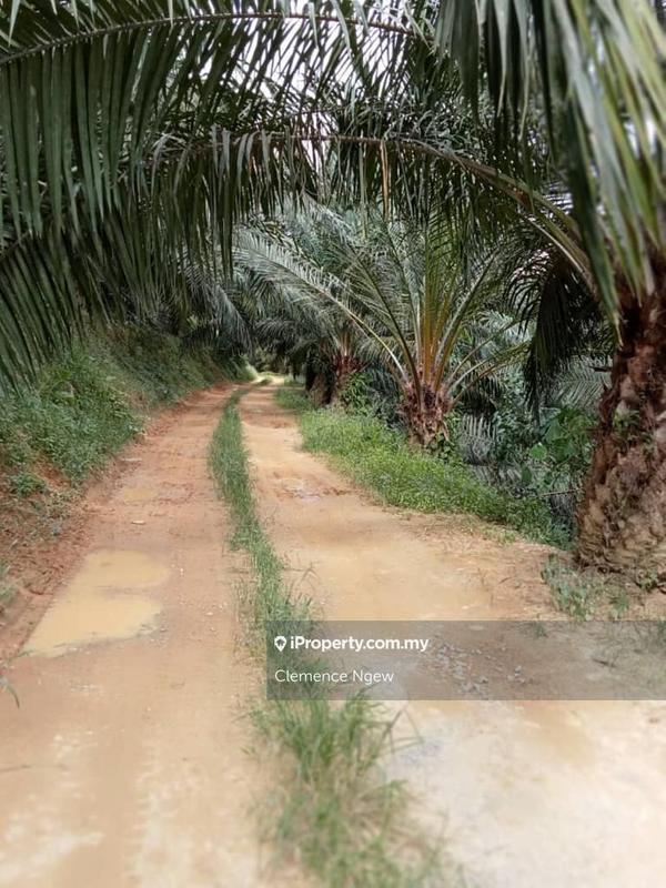 Agricultural Land for Sale in Slim River, Perak by Clemence Ngew - iProperty.com.my