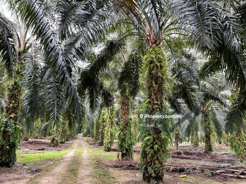 Tanah Pertanian untuk Dijual di Selama, Perak oleh Michael Tan - iProperty.com.my