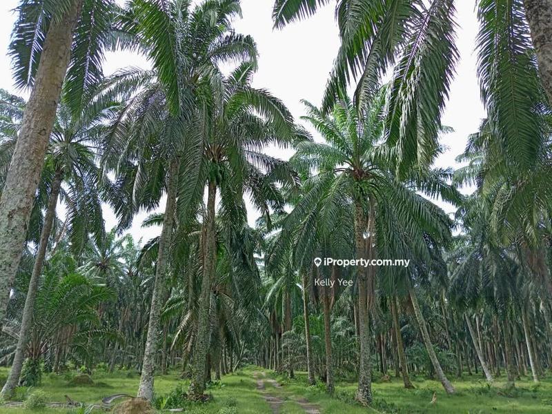 For Sale - Palm Oil Plantation @ Nibong Tebal for Sale