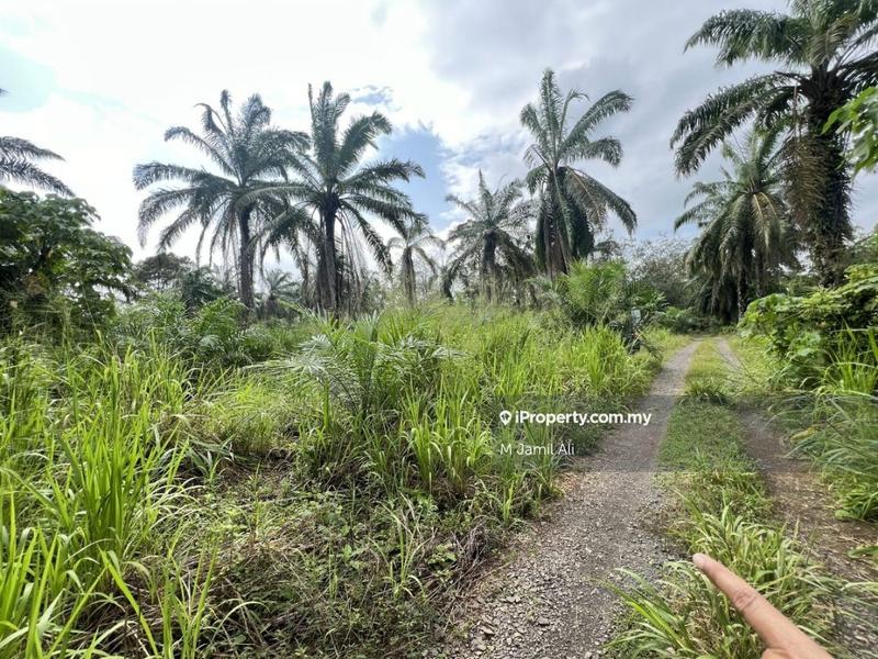 For Sale - Kebun Kelapa Sawit