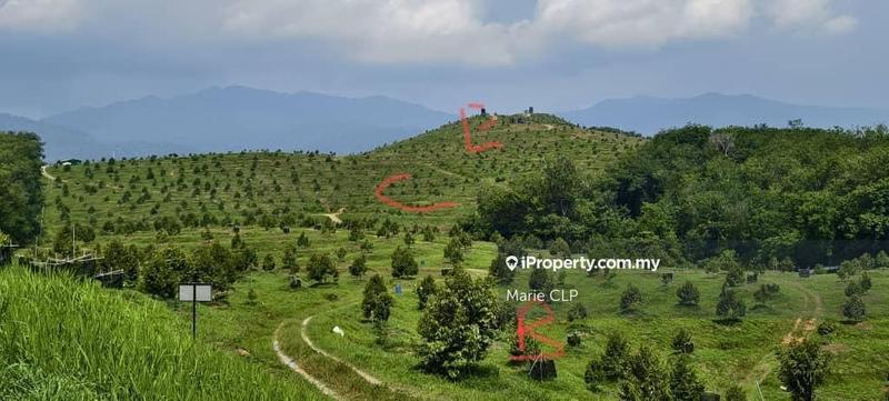 For Sale - 128 acres Musang King and Black Thorn Durian Plantation