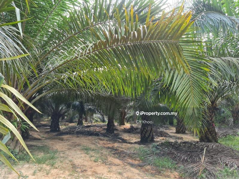 Agricultural Land for Sale in Negeri Sembilan Kuala Pilah Johol, Kuala Pilah by CY Khoo - iProperty.com.my