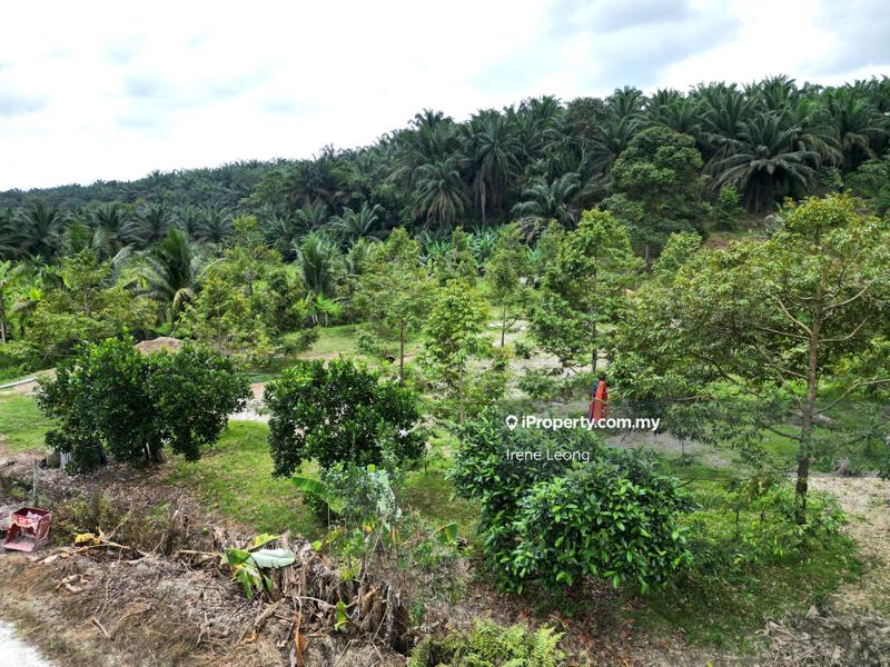 For Sale - 1 ac Bentong Kg Asap Durian Land For Sale