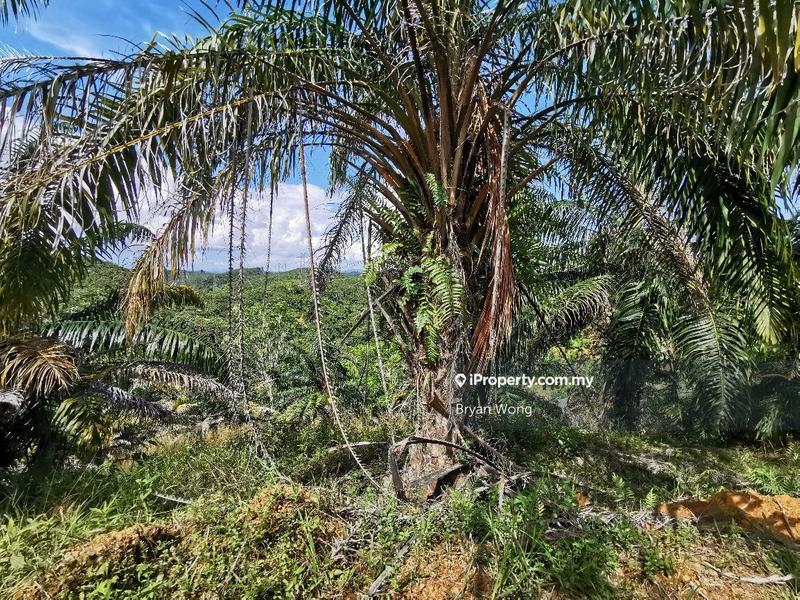 Agricultural Land for Sale in Penjom, Kuala Lipis Agriculture Land, Pahang, Raub by Bryan Wong - iProperty.com.my