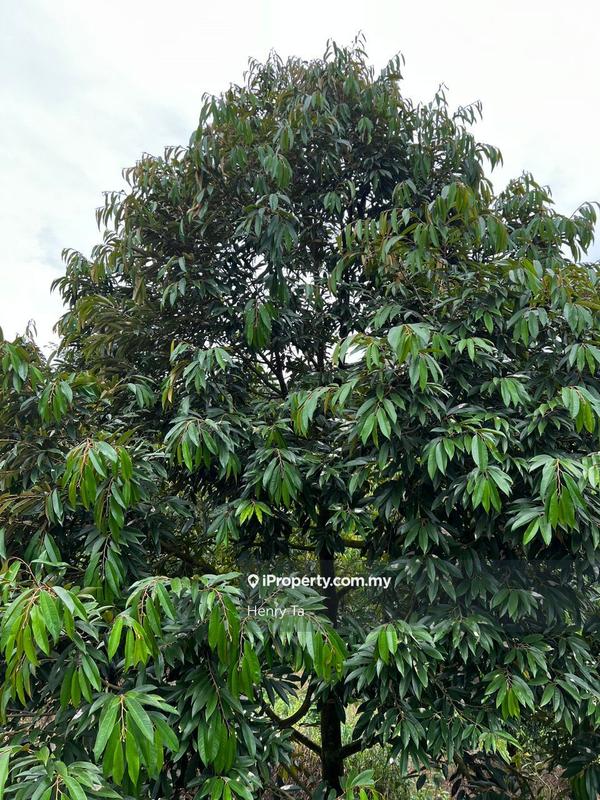 Agricultural Land for Sale in Bandar Baru Kuala Lipis, Kuala Lipis by Henry Ta - iProperty.com.my