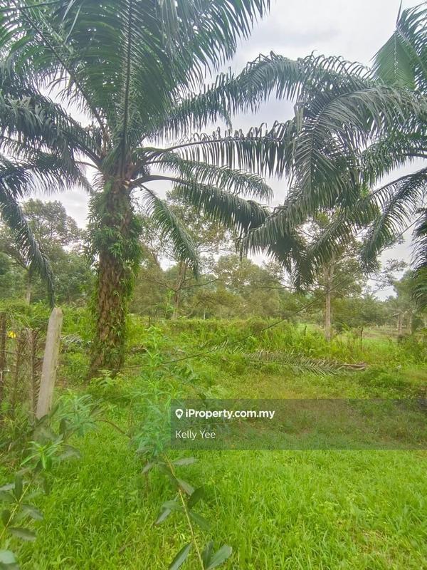 Agricultural Land for Sale in Paloh, Kluang by Kelly Yee - iProperty.com.my
