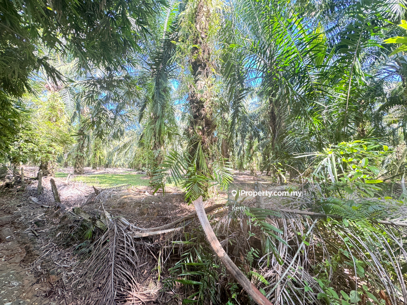 Agricultural Land for Sale in Siputeh, Belanja by Kent C - iProperty.com.my