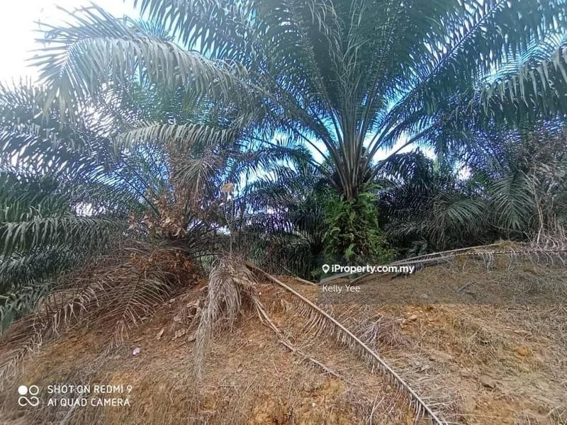 Agricultural Land for Sale in Mukim Batu Yon, Kuala Lipis by Kelly Yee - iProperty.com.my