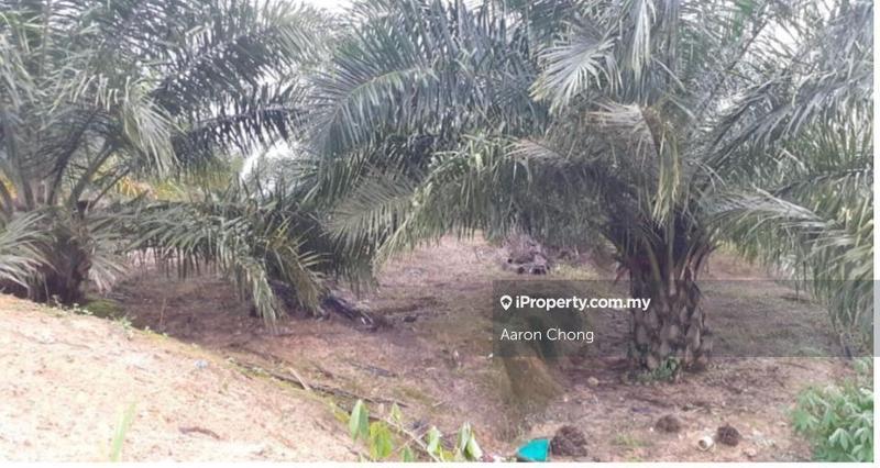 Agricultural Land for Sale in Ranau, Sabah by Aaron Chong - iProperty.com.my