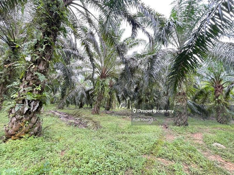 For Sale - 80% Flat Land Terrain 20% Hill Terrain - Palm Oil Plantation