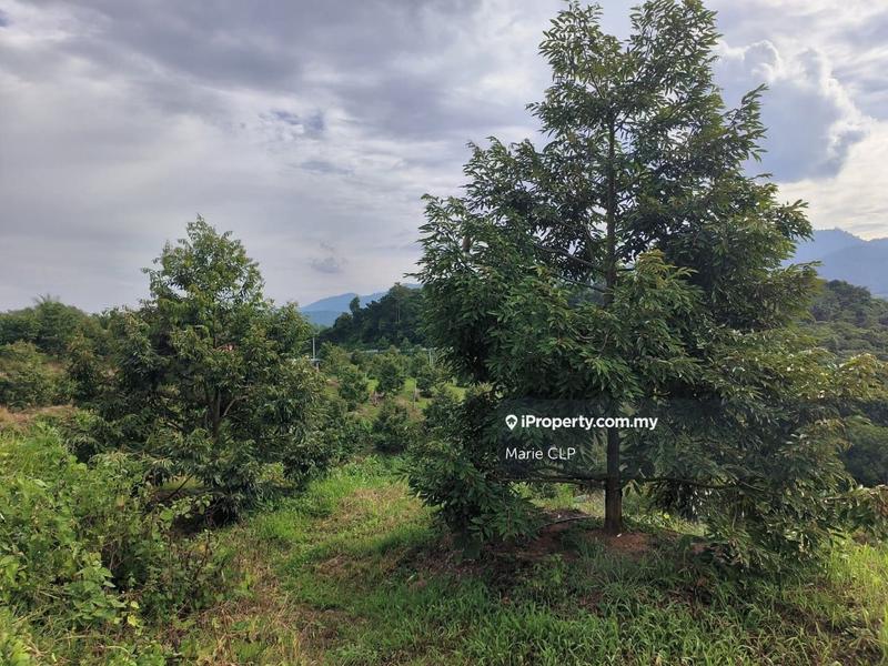 Agricultural Land for Sale in Kampung Sumpitan, Lenggong by Marie CLP - iProperty.com.my