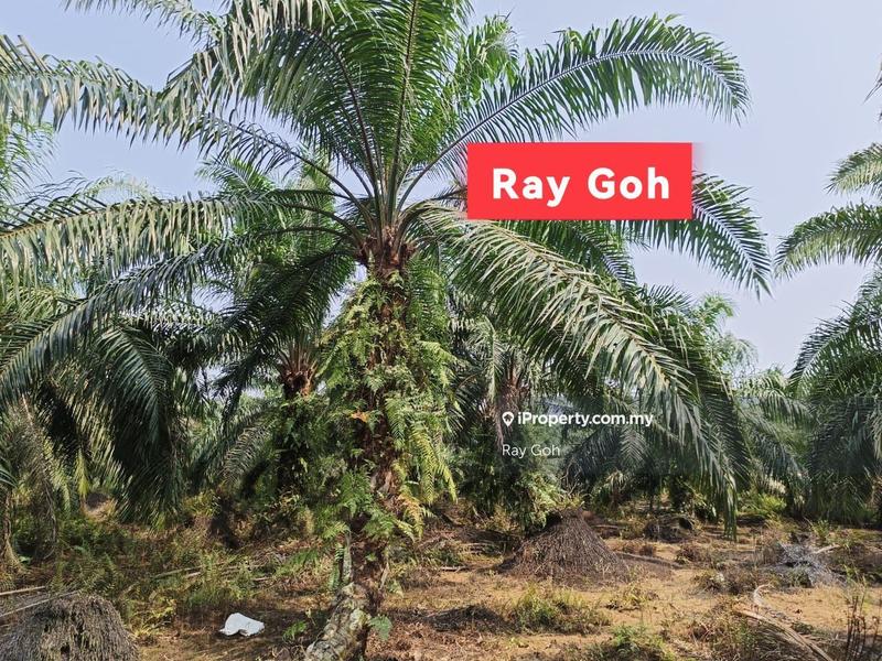 Agricultural Land for Sale in Taman Meru, Klang by Ray Goh - iProperty.com.my
