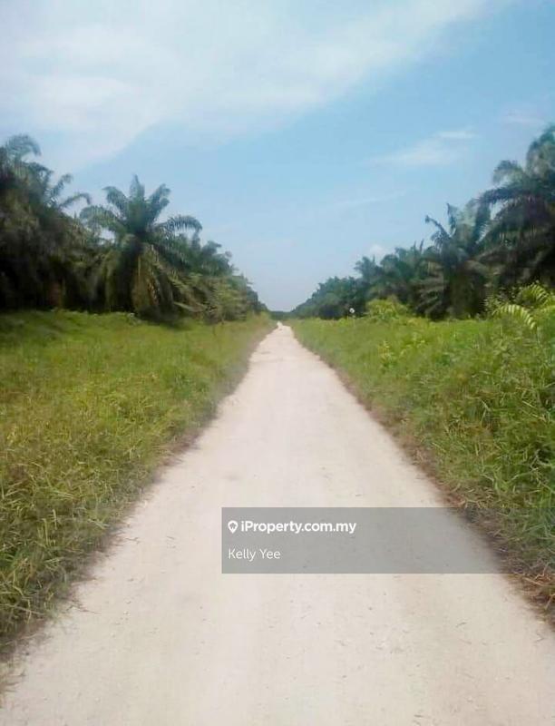 Tanah Pertanian untuk Dijual di Palm Oil Plantation @ Teluk Intan for Sale, Teluk Intan oleh Kelly Yee - iProperty.com.my