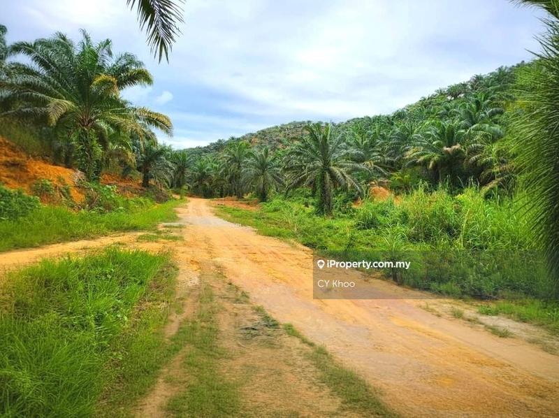 Tanah Pertanian untuk Dijual di Kelantan Gua Musang Limau Kasturi Sungai Galas, Limau Kasturi oleh CY Khoo - iProperty.com.my