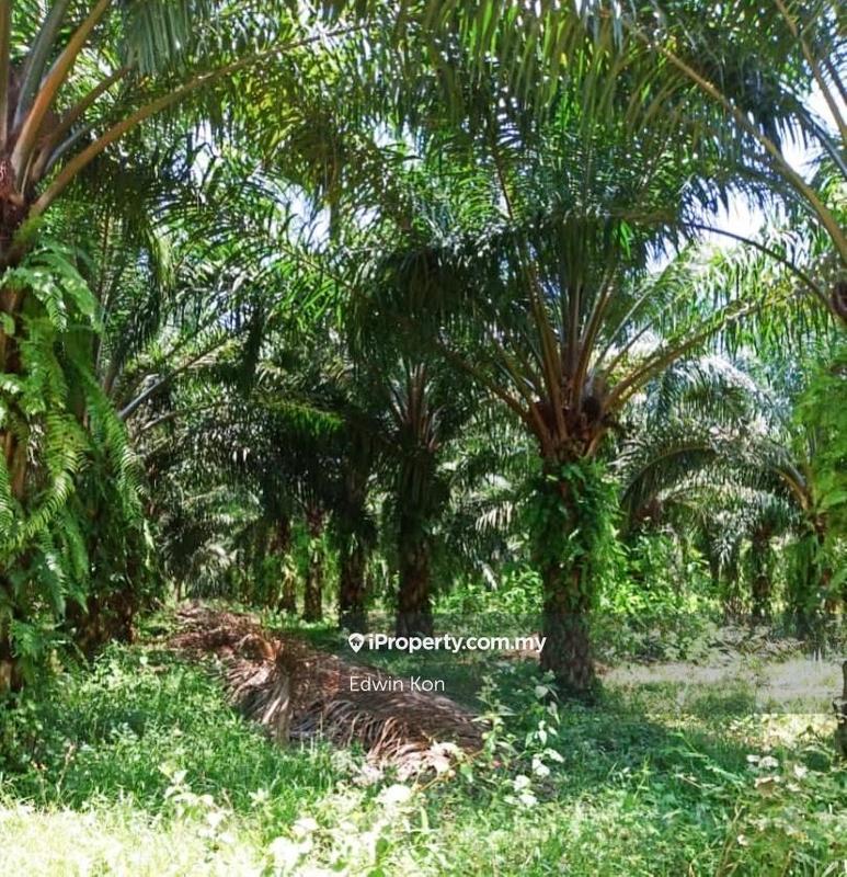 For Sale - Ijok Agriculture Land Zoning Industrial 5 acres for sale