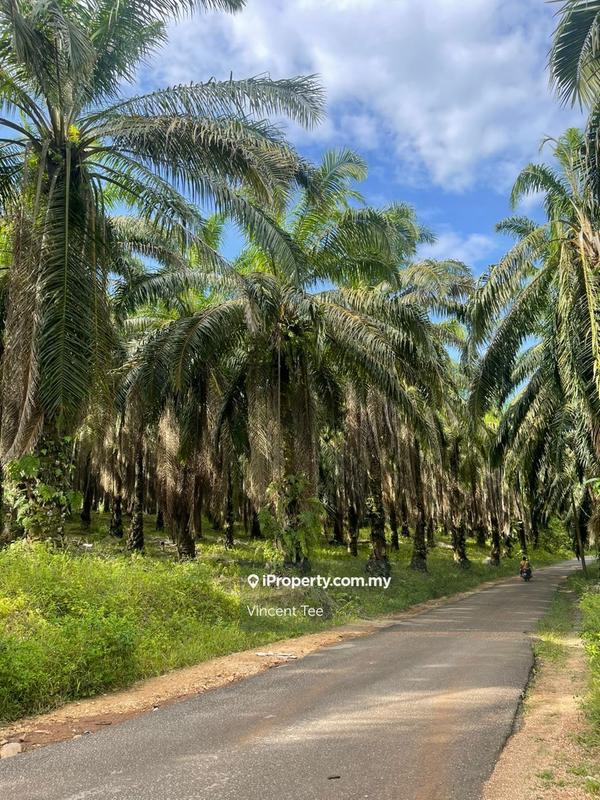 For Sale - 7.8 Acres Freehold Oil Palm Land Sungai Lekuk Jerantut