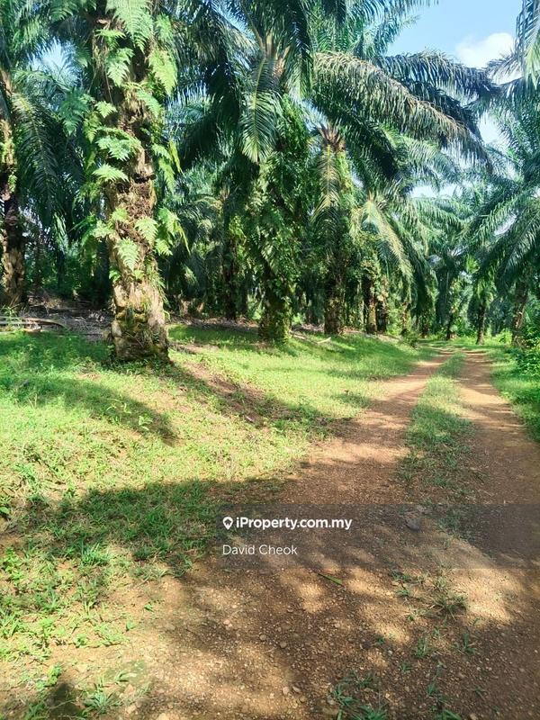 Tanah Pertanian untuk Dijual di Lukut, Port Dickson oleh David Cheok - iProperty.com.my