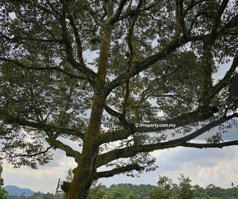 Agricultural Land for Sale in Hulu Langat, Selangor by Carene Chng - iProperty.com.my