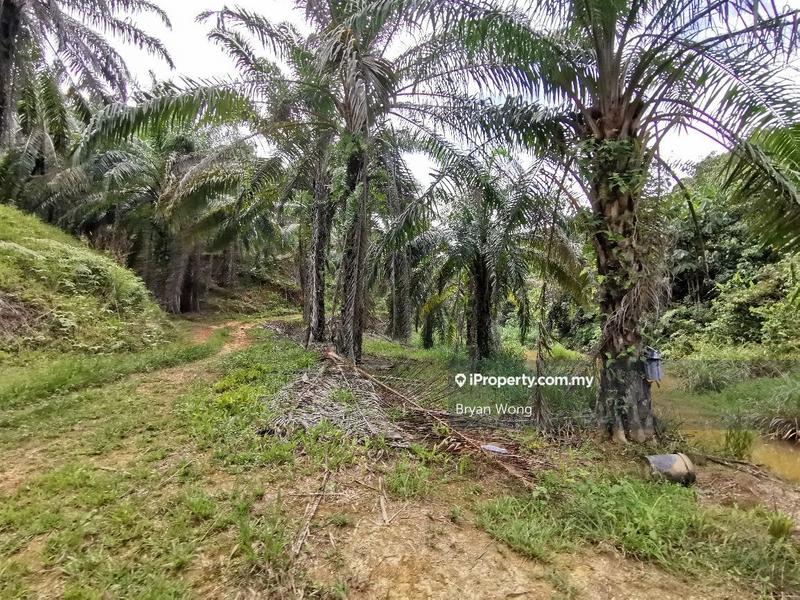 Agricultural Land for Sale in Penjom, Kuala Lipis, Pahang, Kuala Lipis by Bryan Wong - iProperty.com.my