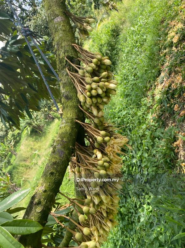Tanah Pertanian untuk Dijual di Bandar Tras, Raub oleh Santo Wang - iProperty.com.my