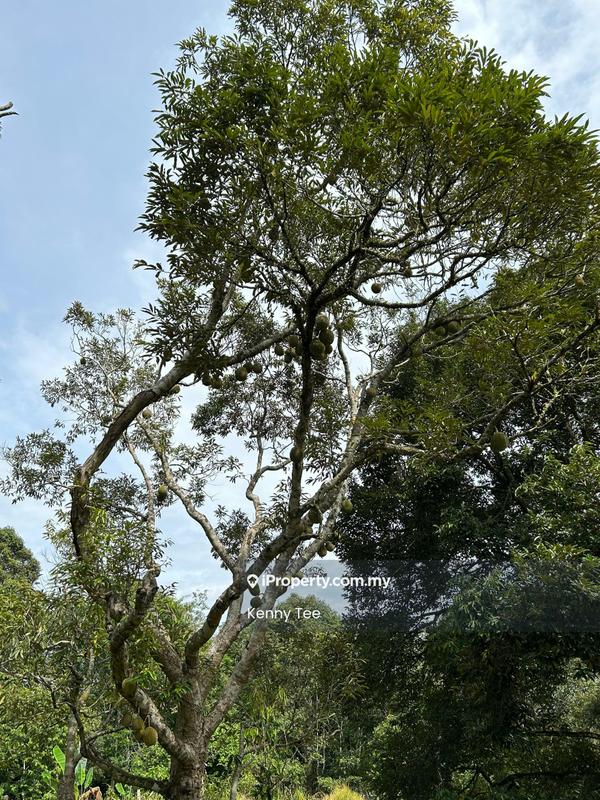 Tanah Pertanian untuk Dijual di Felda Titi, Titi oleh Kenny Tee - Exterior - iProperty.com.my