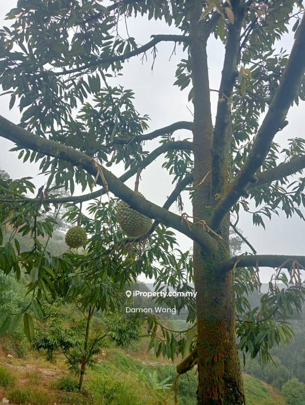 Tanah Pertanian untuk Dijual di Kampung Sungai Muntoh, Titi oleh Damon Wong - Exterior - iProperty.com.my