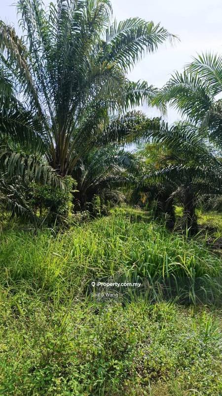 Tanah Pertanian untuk Dijual di Parit Tengah, Benut oleh Santo Wang - iProperty.com.my