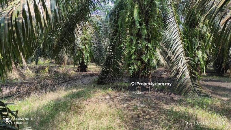 Tanah Pertanian untuk Dijual di Parit Yaani, Yong Peng oleh Huda - iProperty.com.my