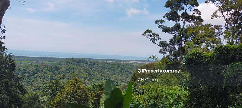 For Sale - Durian Plantation