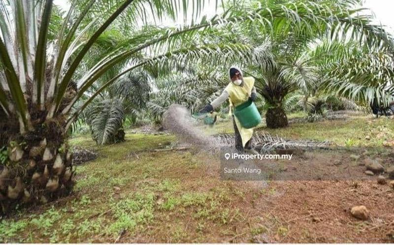 For Sale - Oil palm plantation