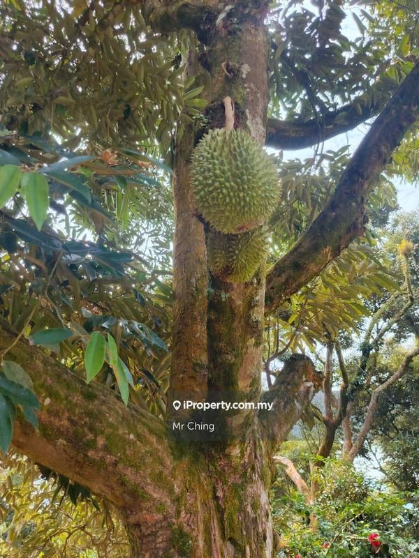 Tanah Pertanian untuk Dijual di Taman Bentong Jaya, Bentong oleh Mr Ching - iProperty.com.my